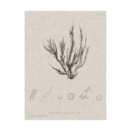 Trademark Fine Art